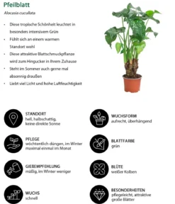 Zimmerpflanzen-Set Tropical, 5-teilig