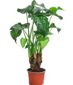 Zimmerpflanzen-Set Tropical, 5-teilig
