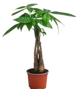 Zimmerpflanzen-Set Tropical, 5-teilig
