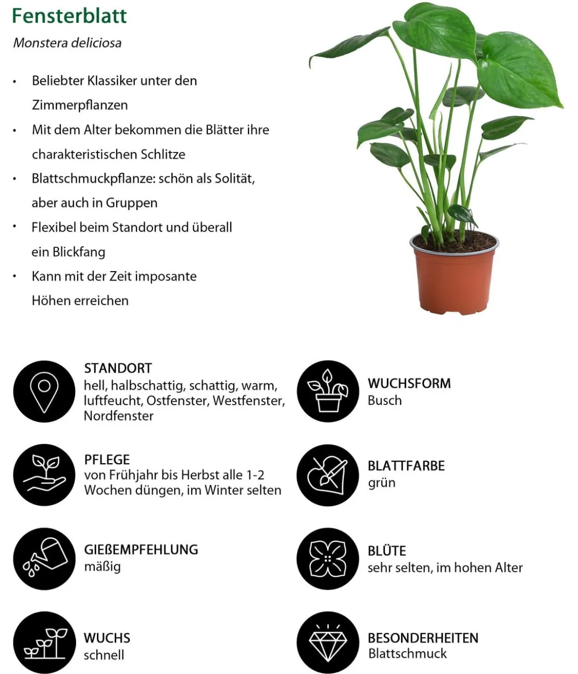 Zimmerpflanzen-Set Tropical, 5-teilig