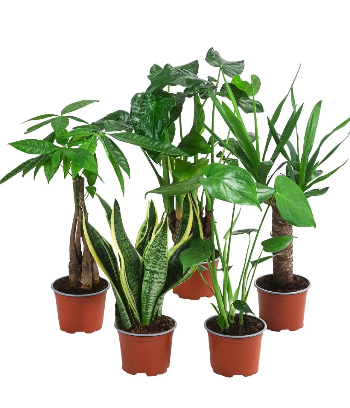 Zimmerpflanzen-Set Tropical, 5-teilig