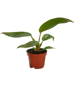 Zimmerpflanzen-Set Urban Jungle, 3-teilig