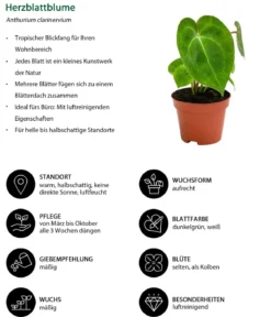 Zimmerpflanzen-Set Urban Jungle, 3-teilig