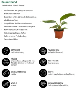 Zimmerpflanzen-Set Urban Jungle, 3-teilig