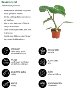 Zimmerpflanzen-Set Urwaldschätze, 3-teilig