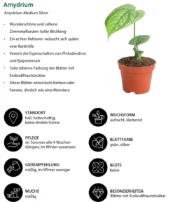 Zimmerpflanzen-Set Urwaldschätze, 3-teilig