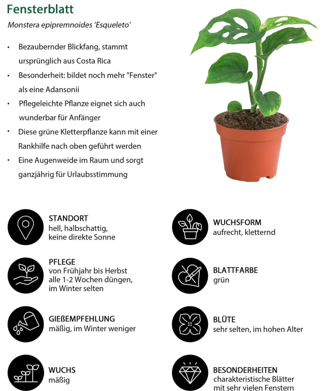 Zimmerpflanzen-Set Urwaldschätze, 3-teilig