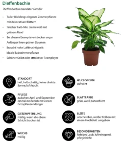 Zimmerpflanzen-Set Weißbunt, 3-teilig
