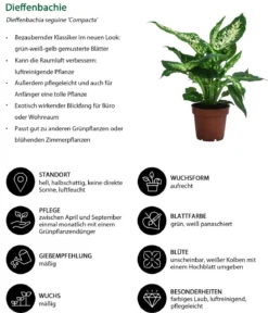 Zimmerpflanzen-Set Wellness, 3-teilig