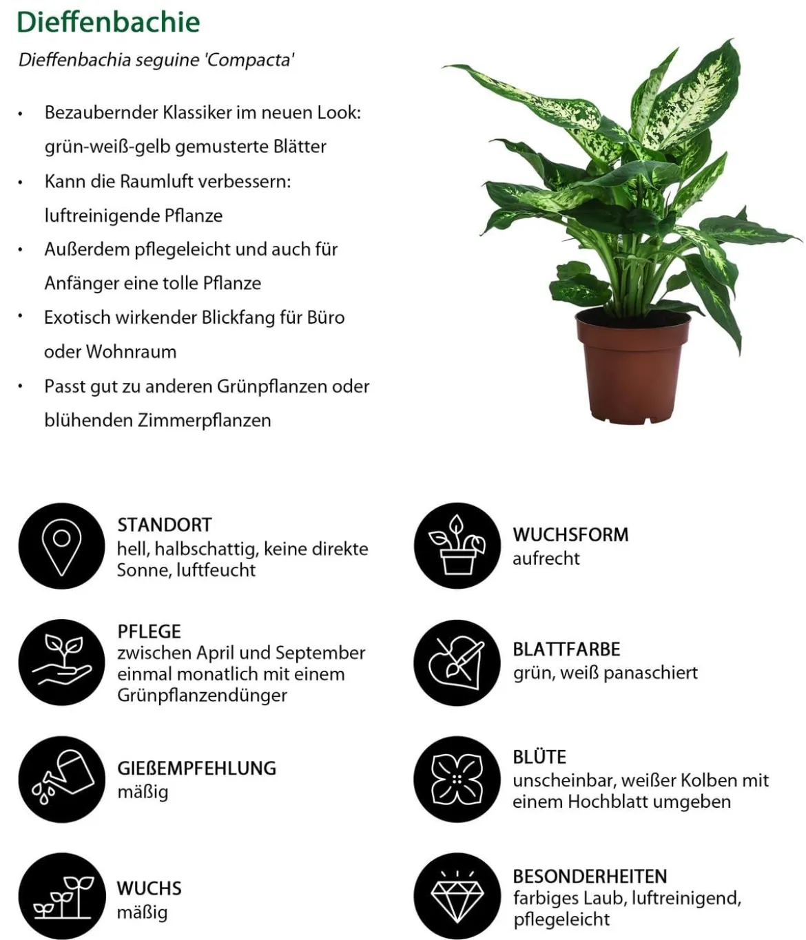 Zimmerpflanzen-Set Wellness, 3-teilig