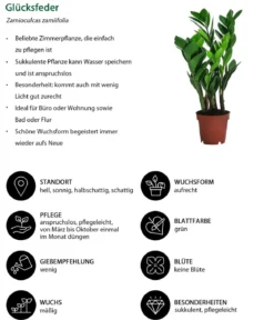 Zimmerpflanzen-Set Wellness, 3-teilig