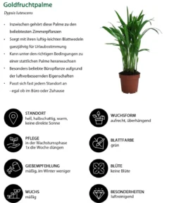 Zimmerpflanzen-Set Wellness, 3-teilig