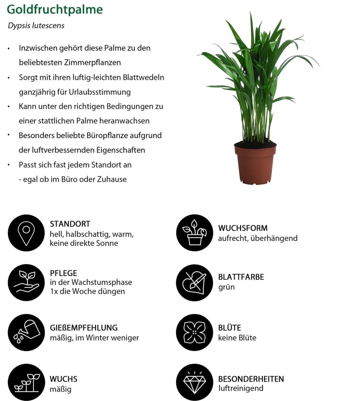 Zimmerpflanzen-Set Wellness, 3-teilig