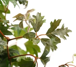 Zimmerrebe - Cissus rhombifolia 'Ellen Danica'