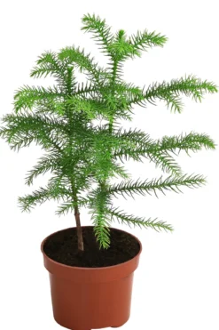 Zimmertanne - Araucaria heterophylla