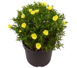 Zistrose