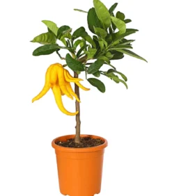 Zitronat-Zitrone 'Buddhas Hand'