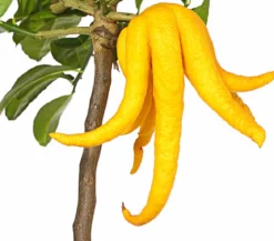 Zitronat-Zitrone 'Buddhas Hand'