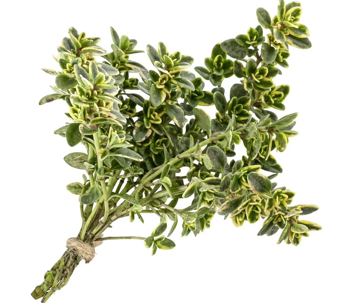 Zitronenthymian