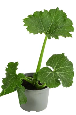Zucchini, grün