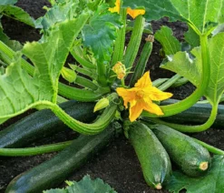 Zucchini, grün
