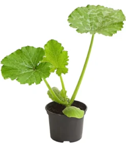 Zucchini 'Snowwhite'