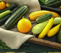 Zucchini 'Snowwhite'