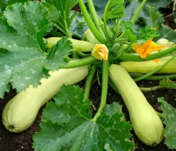 Zucchini 'Snowwhite'