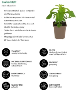 Zuckerblatt