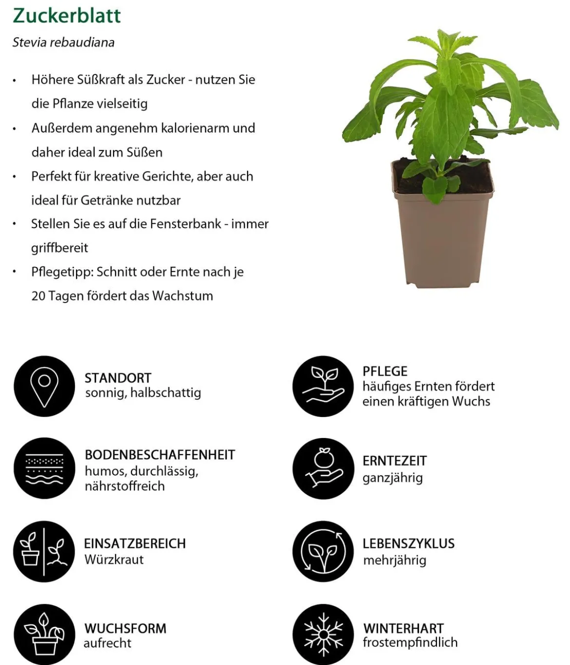 Zuckerblatt