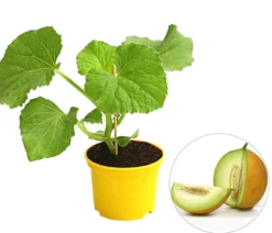 Zuckermelone 'Galia'