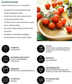 Zuckertomate, rot