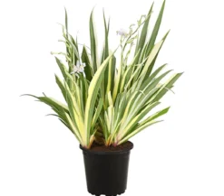 Zweifarbige Schwertlilie 'Cruella'