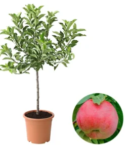 Zwergapfel 'Galina'