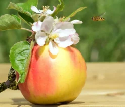 Zwergapfel 'Galina'