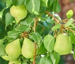 Zwergbirne 'Luisa'