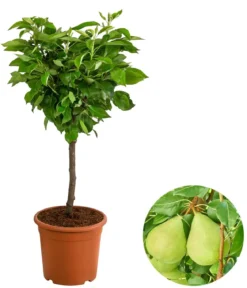 Zwergbirne 'Luisa'