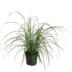 Zwerg-Chinaschilf 'Strictus Dwarf'