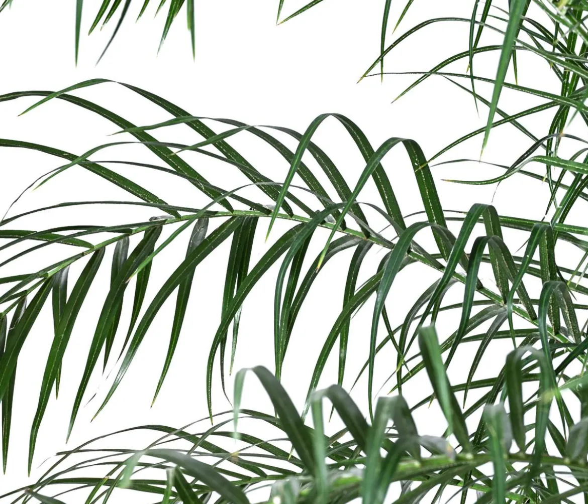 Zwergdattelpalme - Phoenix roebelenii, Hydrokultur