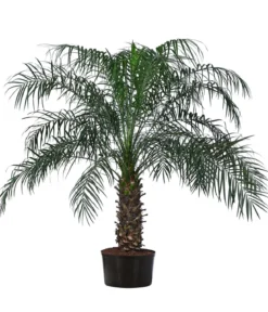 Zwergdattelpalme - Phoenix roebelenii, Hydrokultur