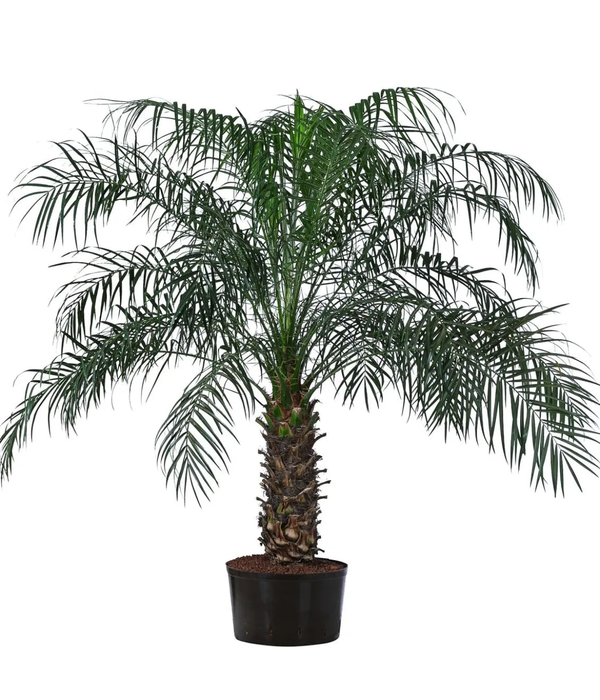 Zwergdattelpalme - Phoenix roebelenii, Hydrokultur