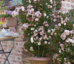 Zwerg-Kletterrose 'Starlet® Alina®'