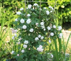 Zwerg-Kletterrose 'Starlet® Alina®'