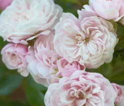 Zwerg-Kletterrose 'Starlet® Alina®'