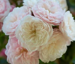 Zwerg-Kletterrose 'Starlet® Alina®'