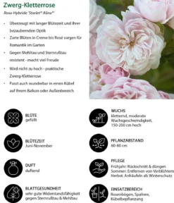 Zwerg-Kletterrose 'Starlet® Alina®'