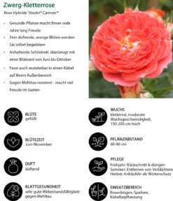 Zwerg-Kletterrose 'Starlet® Carmen®'