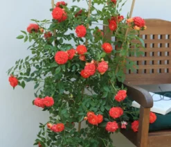 Zwerg-Kletterrose 'Starlet® Carmen®'