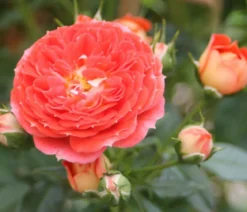 Zwerg-Kletterrose 'Starlet® Carmen®'