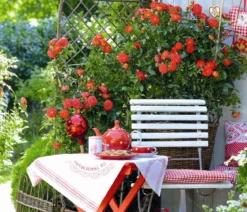 Zwerg-Kletterrose 'Starlet® Carmen®'